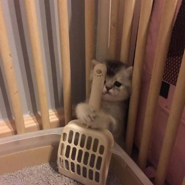 Живность из сети