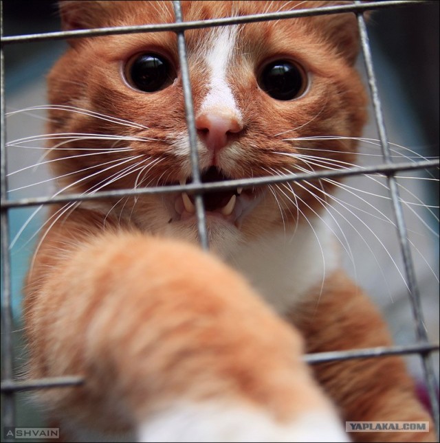 Котовторник на 6 июля
