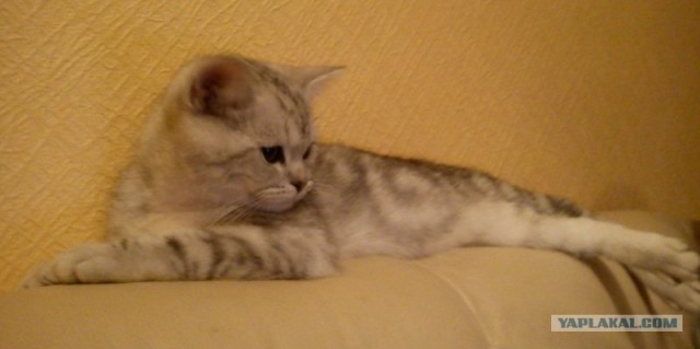 Эпический Котовторник!