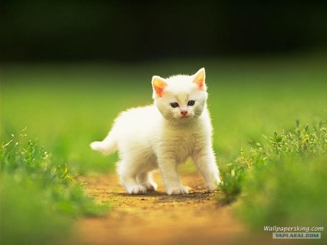 Котовторник