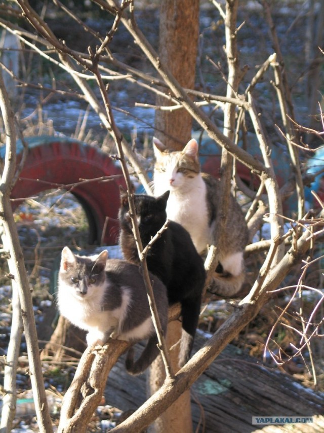 Сонный Котовторник