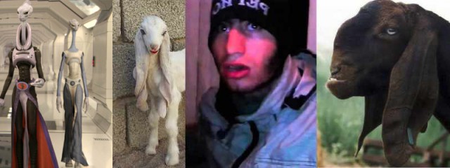 Эффект Шами