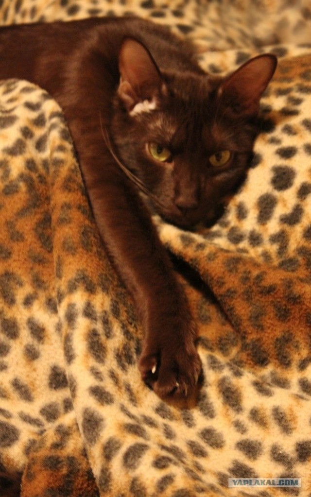 Котовторник 22.11.11