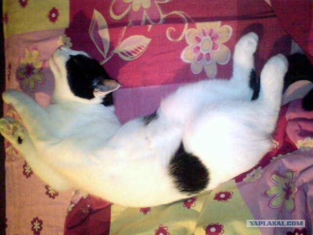 Котовторник (28.02.2012)