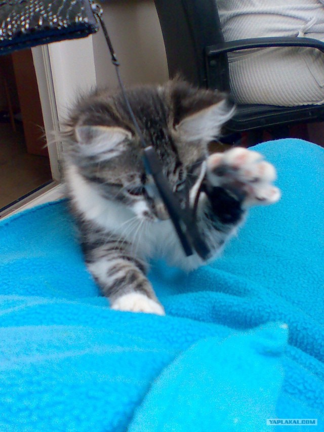 КОТОВТОРНИК (6.03.2012)