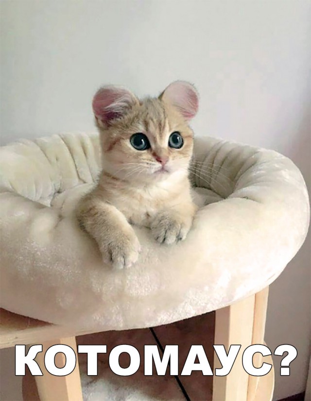 Забавные фото котеек