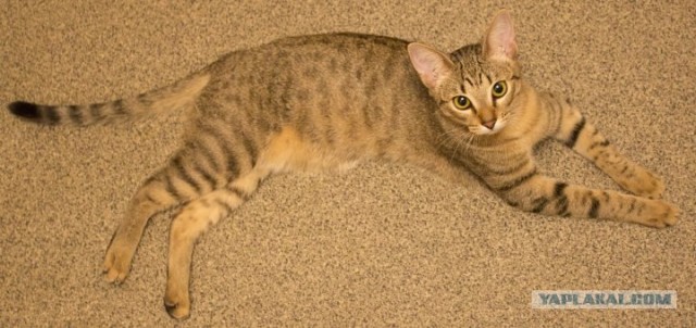 Находка на заднем дворе