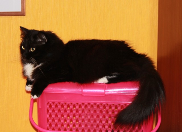16 лучших котов сезона