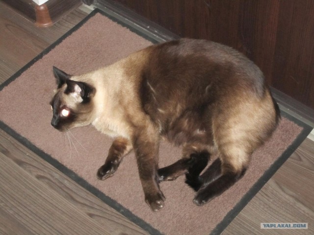 Новогодний Котовторник 01.01.2013