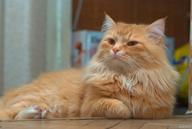 Котовторник 19.02.2013