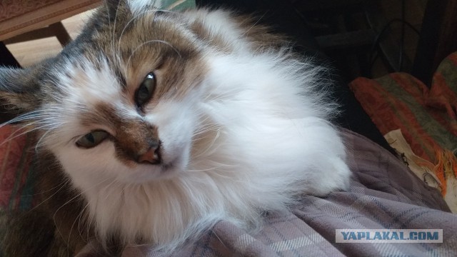 С Днём кошки!