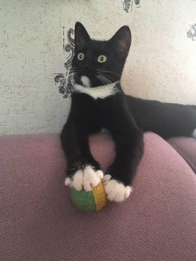 Котовторник однако