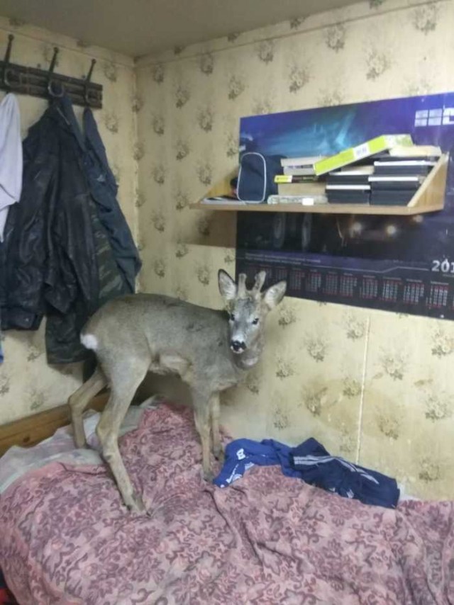 Живность из сети