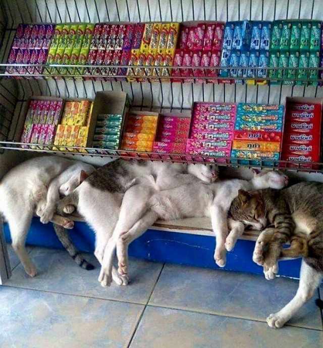 Коты из сети