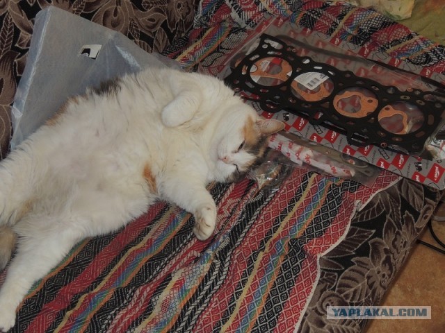 Дети притащили мелочь кошачью
