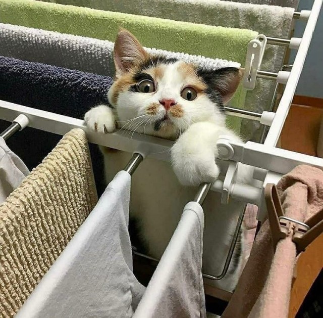 Эти забавные животные