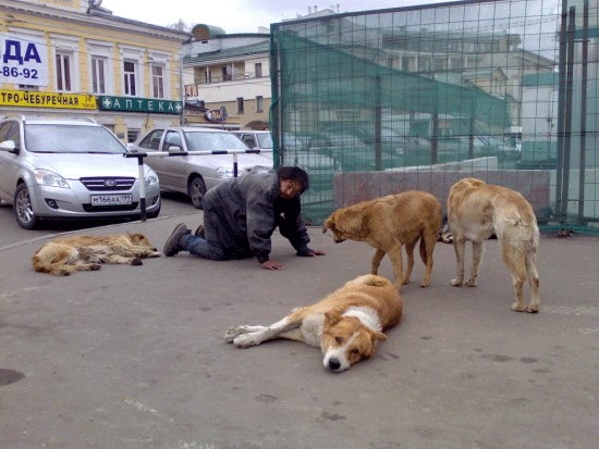 Лучший друг человека.... или наоборот!?