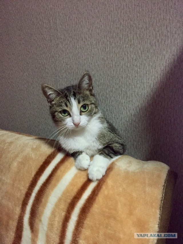 Котовторнику посвящается