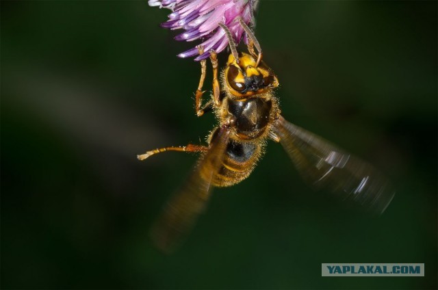 Про макросъемку и Tamron 90/2.8