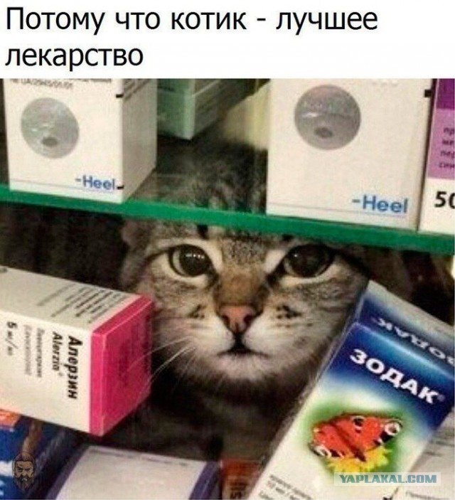 Картинки с надписями и котами