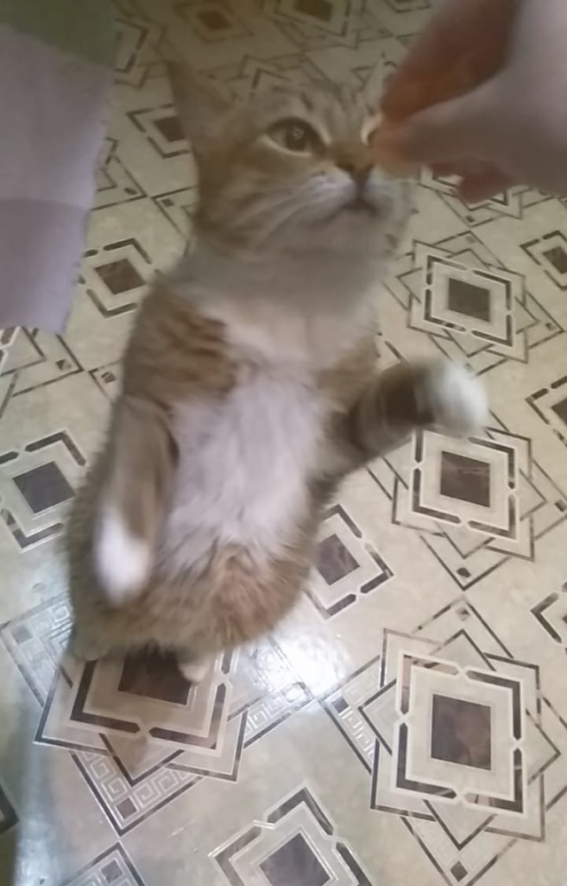 Котовторник. Добавляйте своих