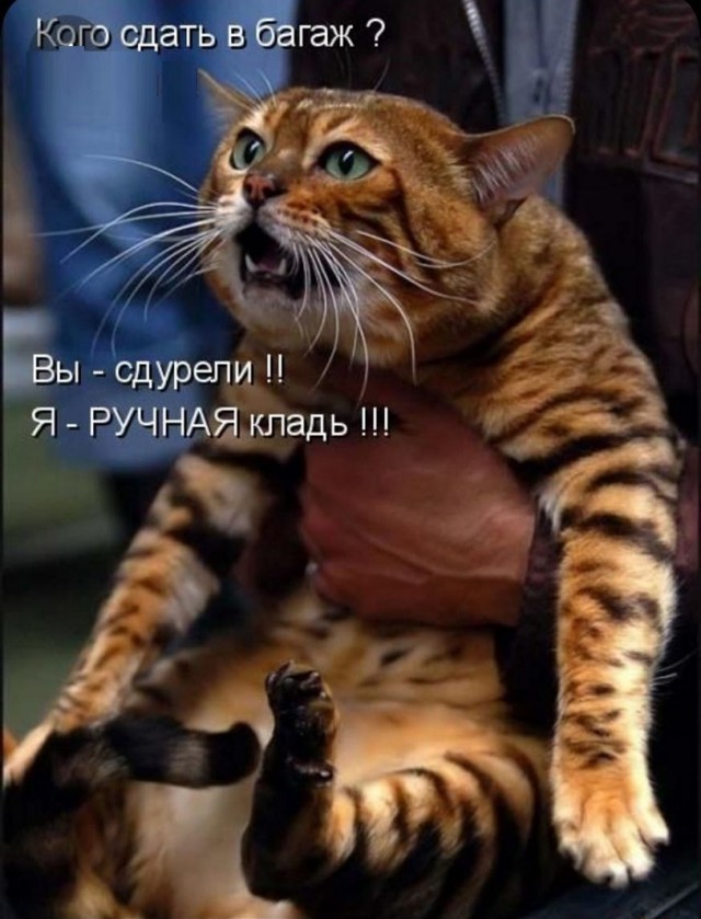 Картинки с надписями и котами
