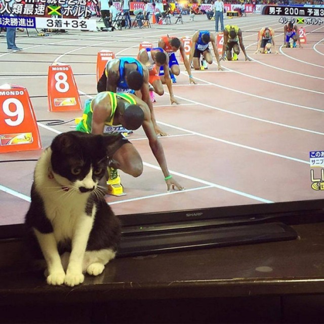 Котовторник!