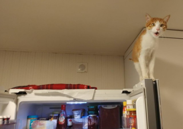 Которник