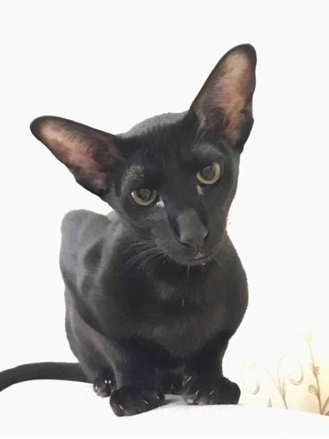 А котовторник уже начался?
