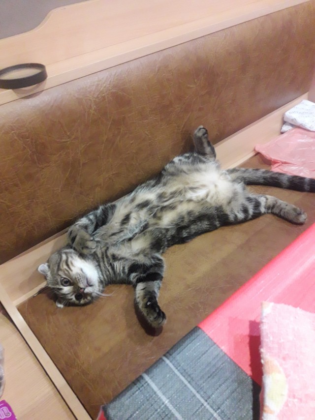 Котовторник 05.10.21 г