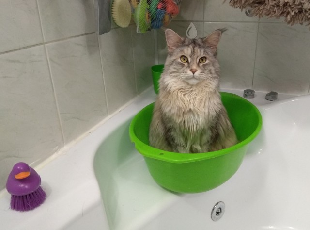 Кот Мейн-кун: царь домашних кошек!