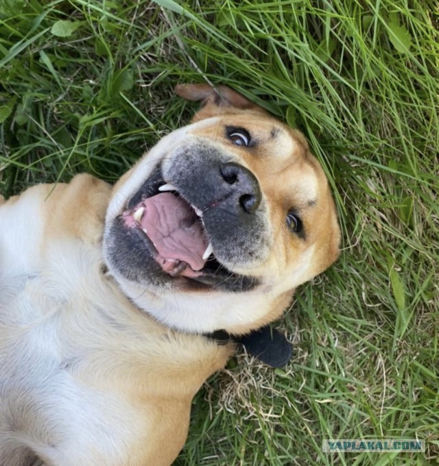 Мультяшные Яповчане