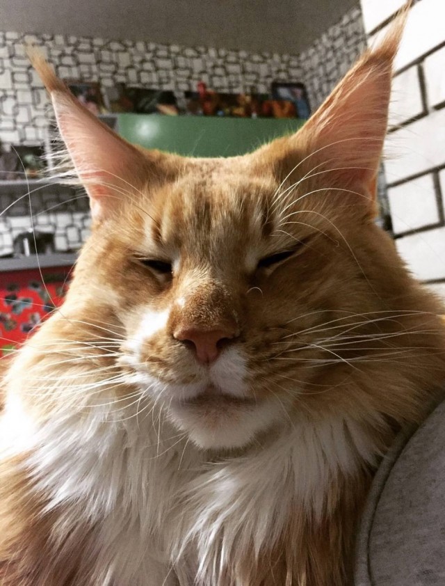Котовторник - по расписанию!