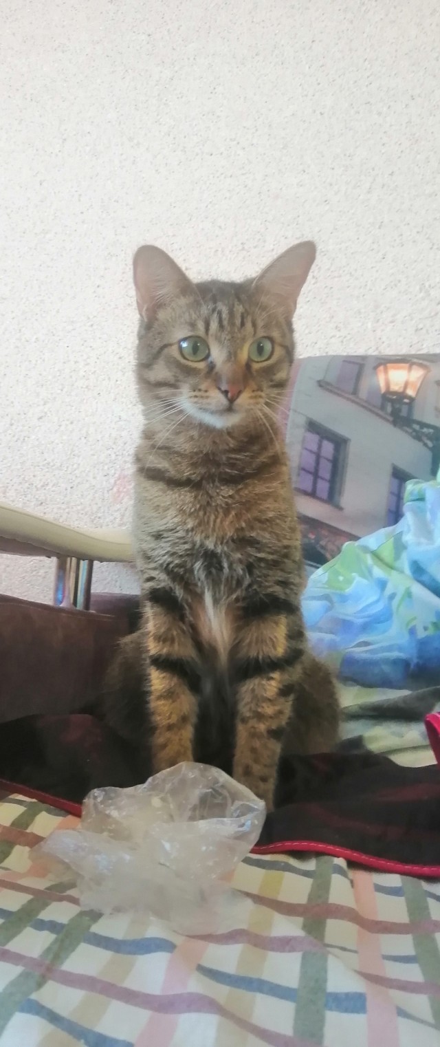 Котовторник вроде.