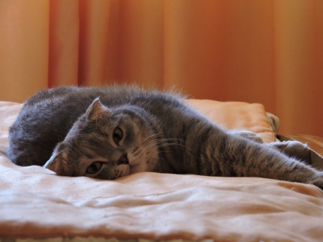 Ну, поехали в котоввторник!