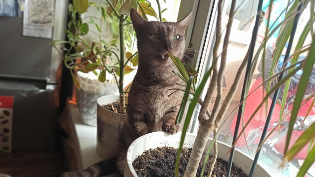 Котовторник ведь начался!
