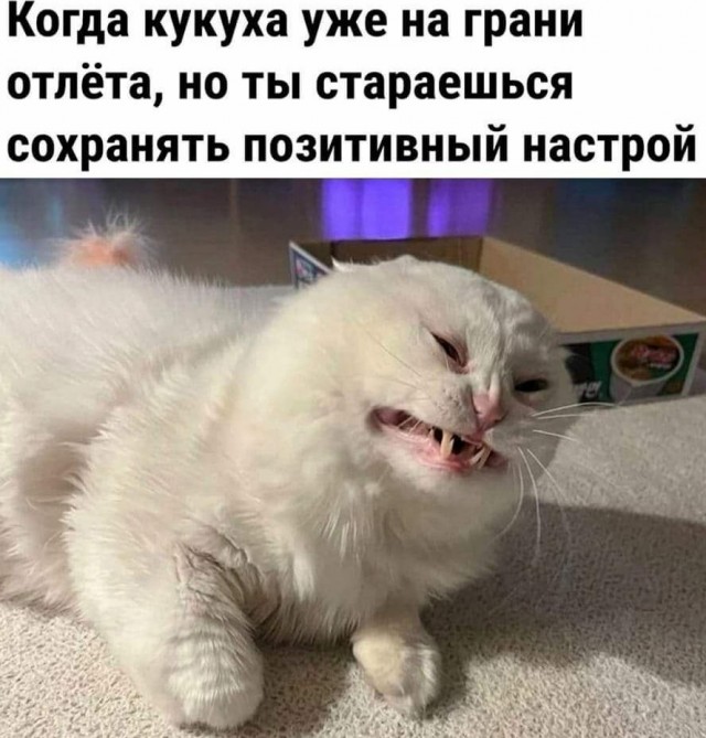Весёлый полтишок 17.05.22