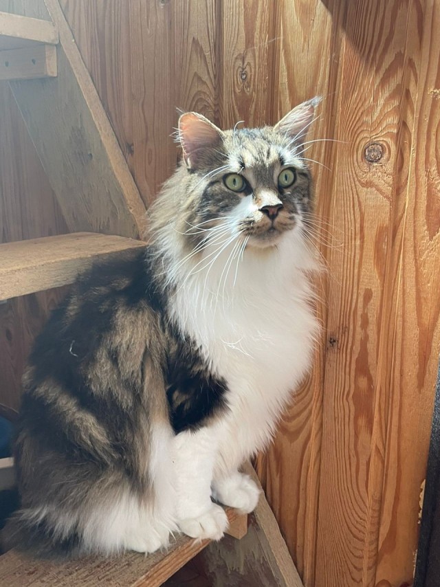 Начну котовторник чуть раньше!