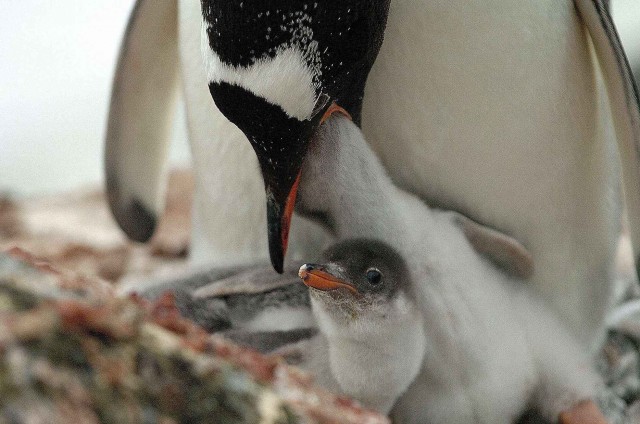 Северный ледовитый океан