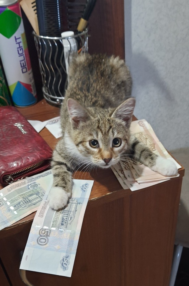 Мой котовторник