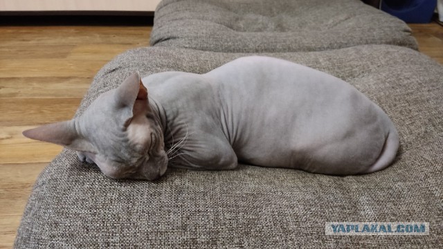Пока котовторник не закончился