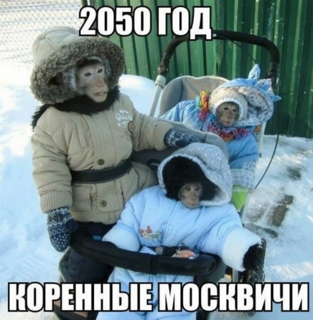 Приколы (баяны)