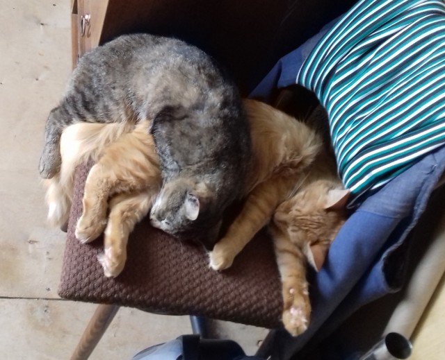 Много дел у кота на даче...