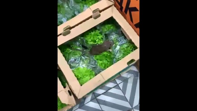 Макаронная фабрика