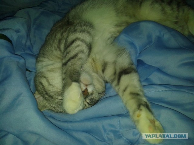 Котовторник 16.04.2013