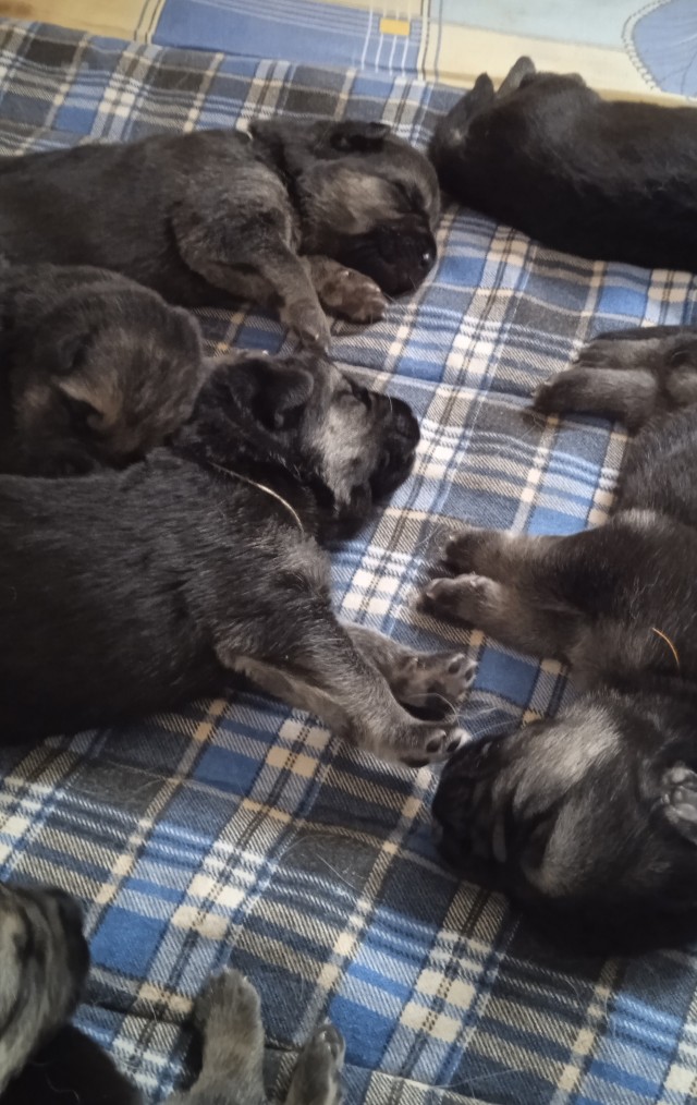 Собачьи ясли