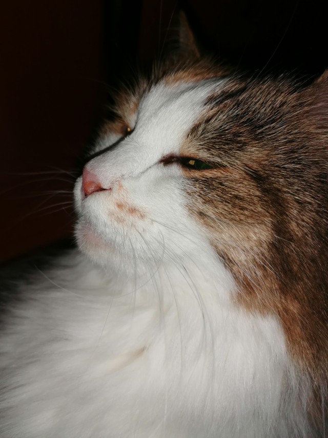 Котя моя. Ну и пусть собакочетверг!