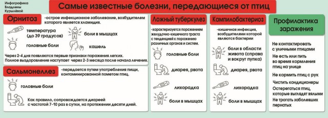 Забыли закрыть дверь: голуби уничтожили лондонскую квартиру