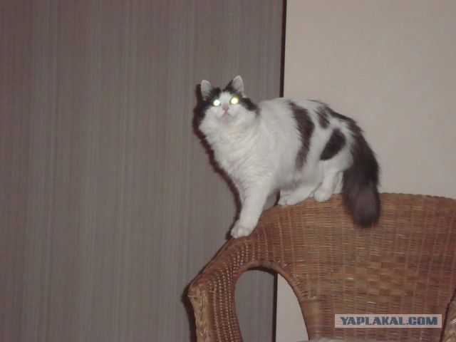 Котовторник 23.04.2013