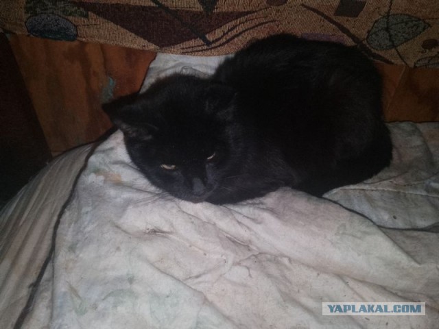 Жизнь домашнего приюта для котеек 467